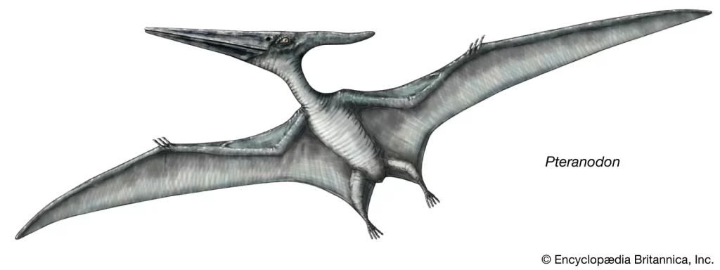 Illustration picture of Pteranodon