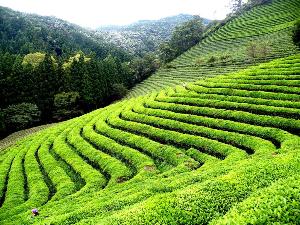 Tea Garden in a Valley! 