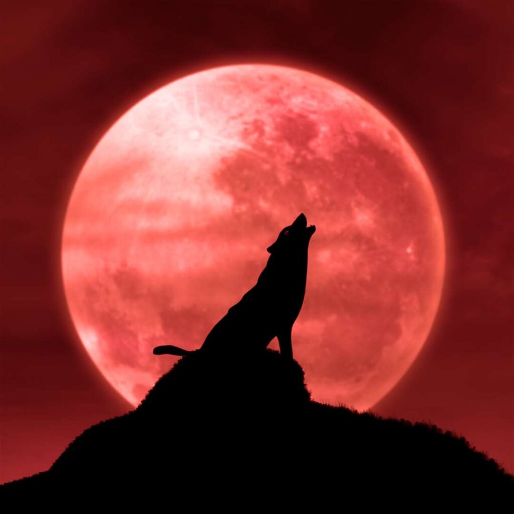 wolf howling under the moon 