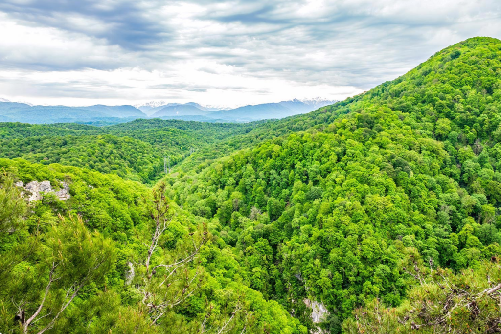 Drone shot of Nallamala forest