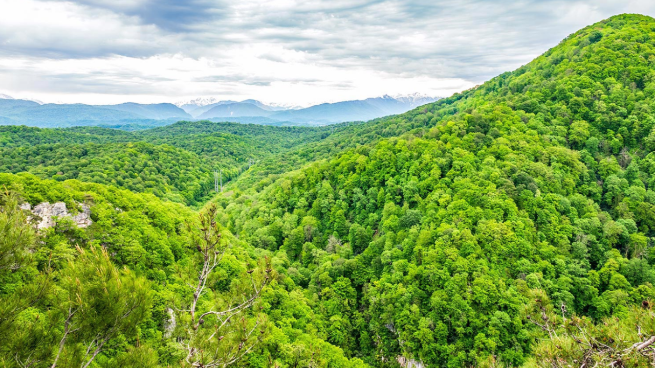 Drone shot of Nallamala forest