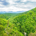 Drone shot of Nallamala forest