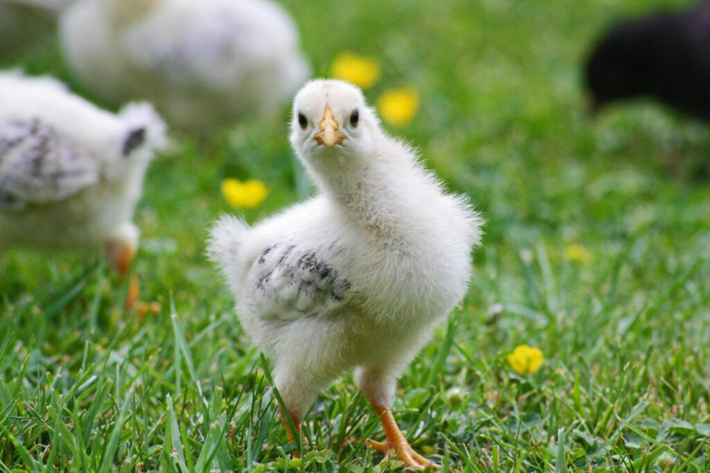 Image of a hatchling