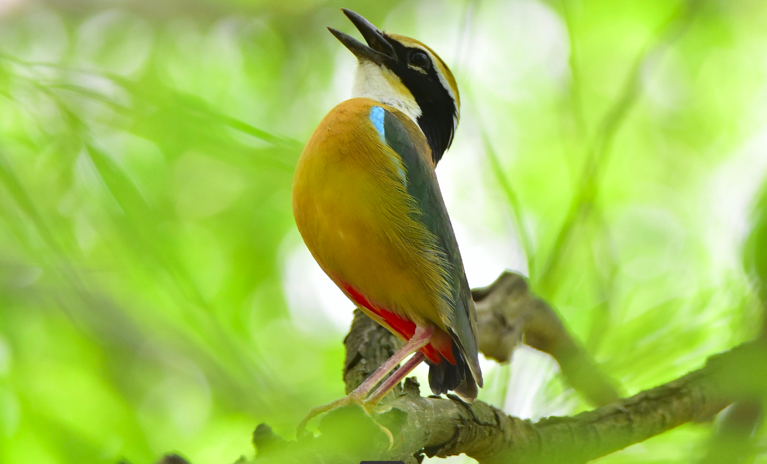 Indian Pitta